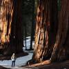 Junto a um imponente grupo de enormes sequoias no Sequoia National Park, na Califórnia - EUA